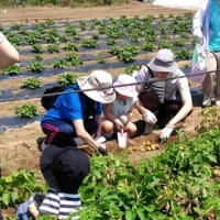 ２０２５年６月７日　親子ジャガイモ堀り体験支援