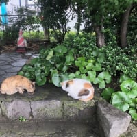 3日梅雨？