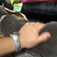 くろめ撫で撫で