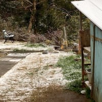 また雪