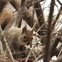 ニホンリス　松ぼっくりを齧って