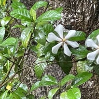 梔子の花