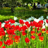 物忘れもたまにはいいことがあるもんです～昭和記念公園～