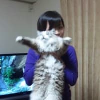 ねこねこ猫