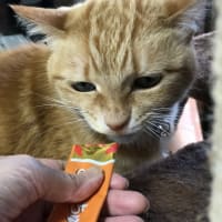 アトムの祥月