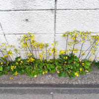 お花で一休み（176）　タンポポっぽい花 ＜東京編＞