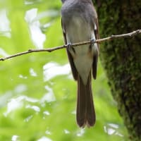 近所の池・・・コサメビタキ！