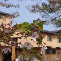 日本一の桜劇場　４月２３日　１２日目のご近所さんの桜の様子です