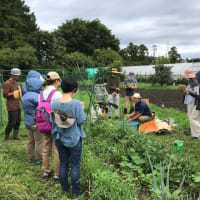 自然菜園スクール『自然菜園入門コース』7月　草マルチと補い