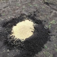今日は畑に元肥を入れて耕しました