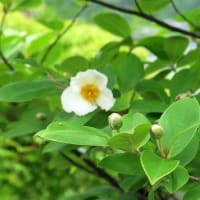 「夏ツバキ」満開の季節、一日花とも。