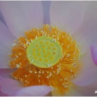 そっと覗く！