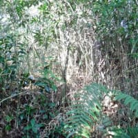 武衛原館と藤丸館 遠江　改変を受けながらも土塁と堀切が残された貴重な城館遺構