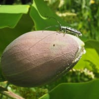 朴の蕾にフチグロヤツボシカミキリ