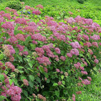 前橋、荻窪公園　アジサイ園