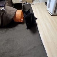 飛べ　めけｗ
