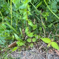 オサンポ walk - 植物plant : 発芽の様子、ハナミズキ？ some budbreaks, dogwood?