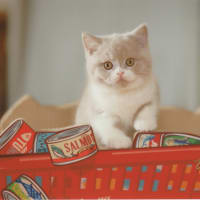 2022 Toyo Fukuda U.F.P Kitten Photo 