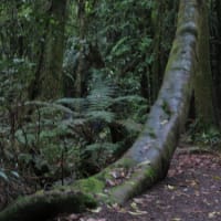 行ってきました　初めてのＮＺ