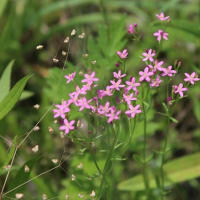 治療の合間に、近場で花散策！（シタキソウとアジサイと！）