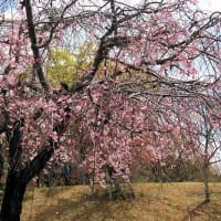 桜　令和7年　古賀市　その２