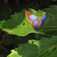 ムラサキシジミ　紫色の翅が美しい