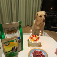 ジェミニ6歳になりました🎂