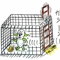 野犬捕獲