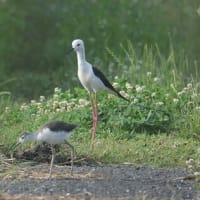 セイタカシギのヒナはもうすぐ独り立ち②-木更津市の野鳥たち
