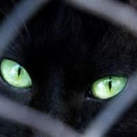 「黒猫は縁起悪い」は迷信、イタリアで啓発イベント