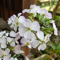 アーモンド　ゆすら梅2種類　紫大根花　キクザキイチゲ　アミガサユリ