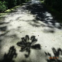◆20250701(火)-0703(木)〔里山〕歳時記＠見聞ログ〈NO１〉
