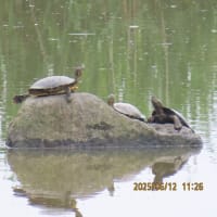 アカミミガメ