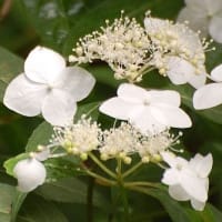 虹（にじ）