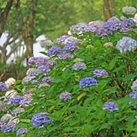 篠山玉水ゆり園