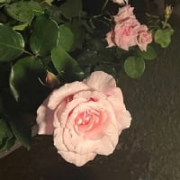 サンエイの展覧会