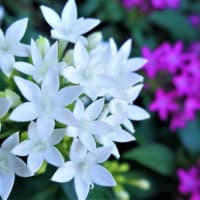 ヘルシーな寒天ゼリー３種他◆暑さに強く花期が長い【ペンタス】学名：Pentas✨