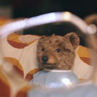 Hug me bear マロン色のヒグマくん　②