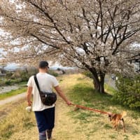 八王子清川団地脇堤防の桜並木