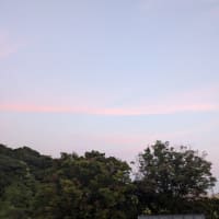 アゲハの次男クン旅立ちました🦋✨