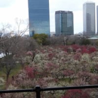 大阪城　梅林　外側より（２０２５年３月７日）静止画