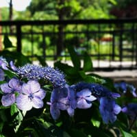 石橋文化センターから　花菖蒲とアジサイ