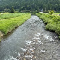 2025年足羽川の友釣りが明日から解禁となります