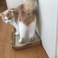 チャーミングの病気予兆