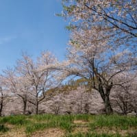 国営武蔵丘陵森林公園の桜　その１９