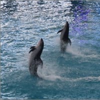 撮影会（イルカショー）