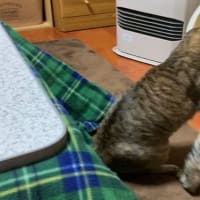 クロタの命日