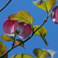 ●我が家の５月の花（1）　風鈴オダマキ　ブルーベリーの花　ミヤマオダマキ　のとキリシマツツジ　ヒメウツギ　ハナミズキ　コデマリ　クレマチス・モンタナ