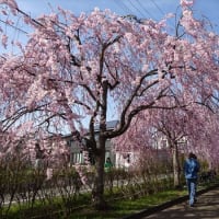 福島と山形の桜巡り―２