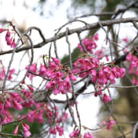「寒緋桜」ほぼ満開